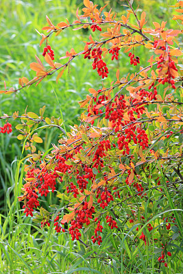 伏牛花