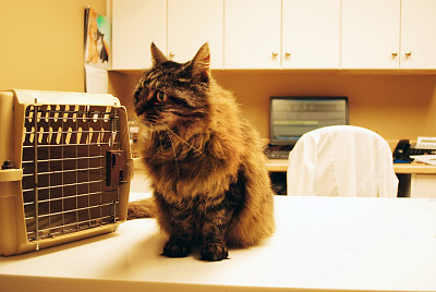长毛猫