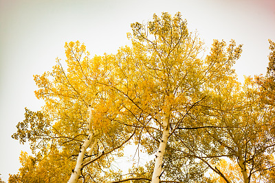 秋天的森林白杨树落下金色