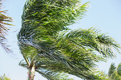 大风中吹着棕榈树的叶子