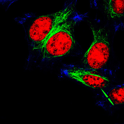 海拉细胞用荧光分子标记