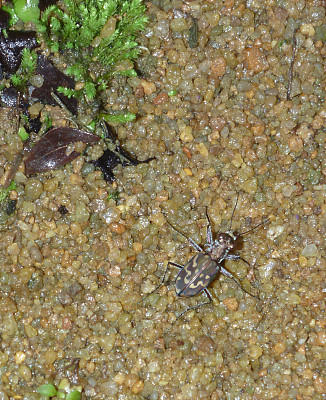 虎甲虫在马达加斯加的曼盖比岛觅食