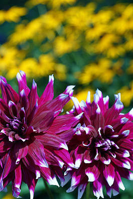 大丽花和紫锥菊
