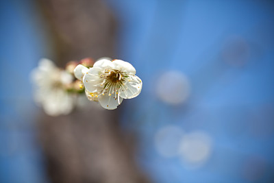 梅花