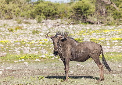 泥蓝色角马/斑纹Gnu, Etosha N.P，纳米比亚，非洲