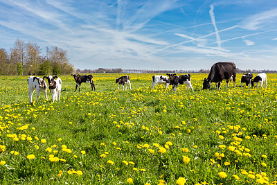 在长满黄色蒲公英的草地上，母牛带着新生的小牛