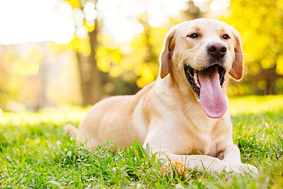 狗,拉布拉多犬,球,动物嘴,寻回犬,夏天,草,不看镜头,疲劳的,哺乳纲
