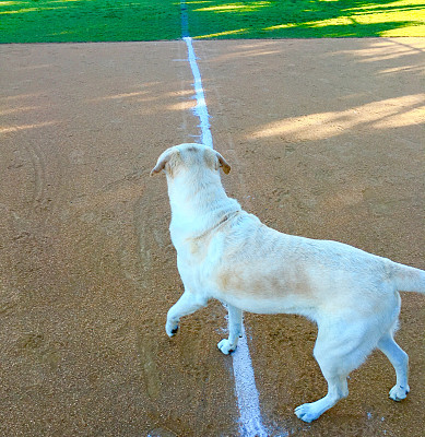 棒球的狗