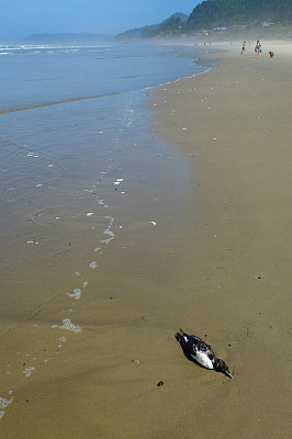 鸽海雀