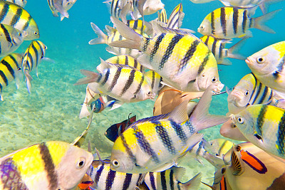 在夏威夷考艾岛海滩的珊瑚礁鱼的多样性