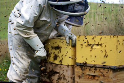 养蜂人和蜂房;蜜蜂们集中注意力。