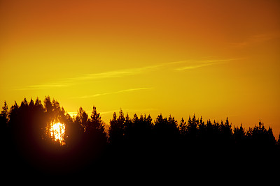 美丽宁静的夕阳，松树的剪影。