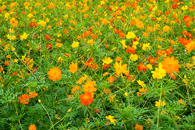 橙色大波斯菊
