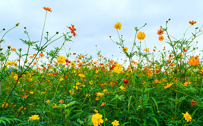 橙色大波斯菊