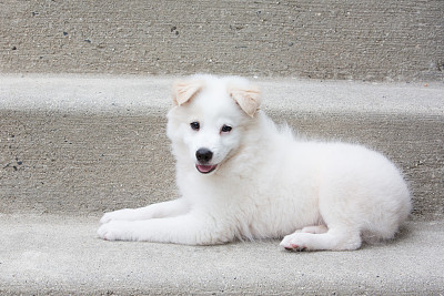 萨摩耶小狗在室外水泥台阶上休息