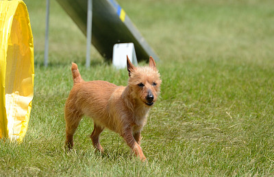 一只澳大利亚梗犬在狗的敏捷性测试中