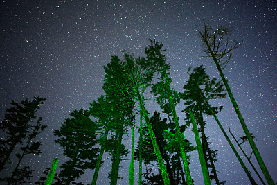 森林的夜晚