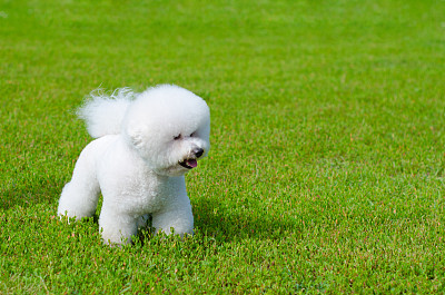比熊犬