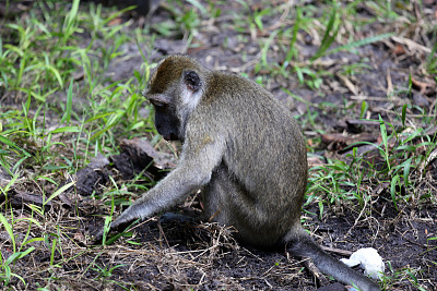 印度尼西亚:利基营的长尾猕猴