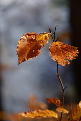 细枝末节褐色秋叶，散景淡