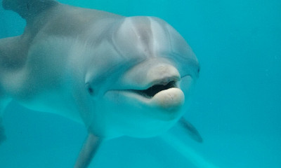 海豚