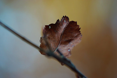 悲凉的大自然:褐色秋叶的细节