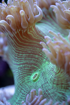 生物发光