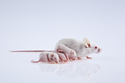 实验用的白老鼠带着幼崽