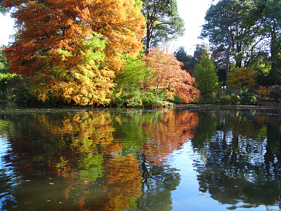 秋树/秋叶池，日本枫树(槭树-掌叶)/柏树(taxodium)