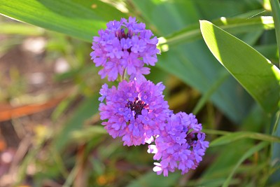 芳香的