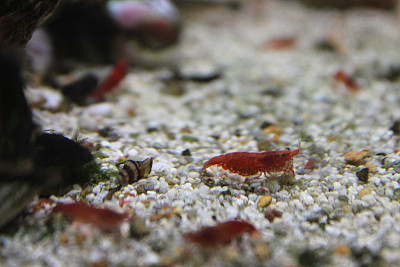 淡水热带水族鱼缸，红樱桃虾