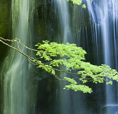 日本枫叶后面的瀑布