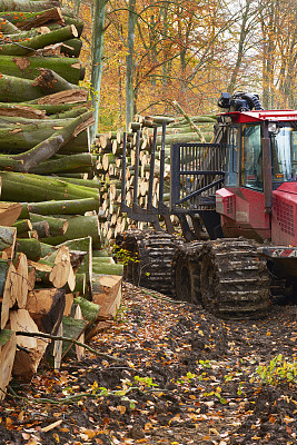 森林里堆满了树干,拖拉机开过来了 森林里堆满了树干,拖拉机开过来了