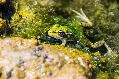 常见的绿蛙入水散景仿太空岩