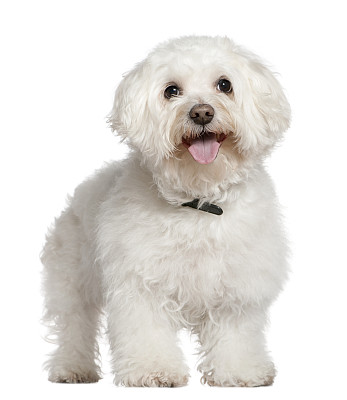 比熊犬