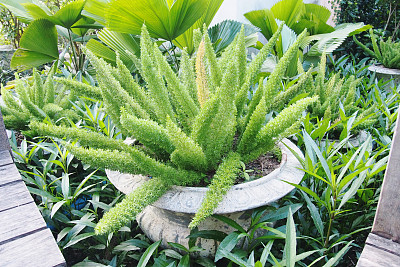 花盆里的狐尾蕨