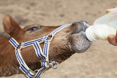 小马驹喝瓶子里的水