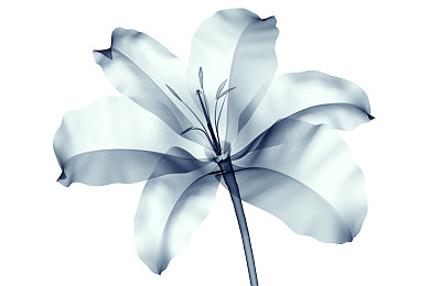 白色的百合上孤立的花的x光图像