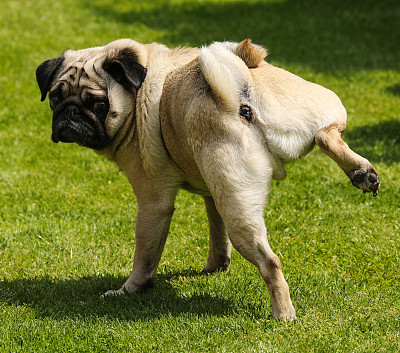巴哥犬