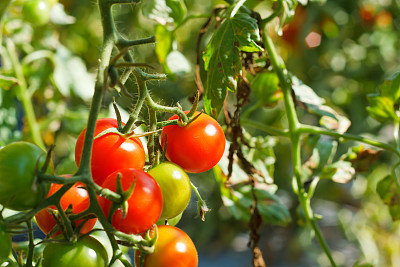 许多串成熟的红色和未成熟的绿色西红柿