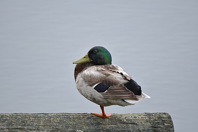 一个腿野鸭