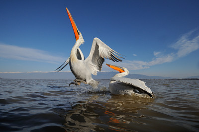 达尔马提亚鹈鹕(Pelecanus crispus)在科尔基尼湖