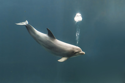 宽吻海豚吹泡泡