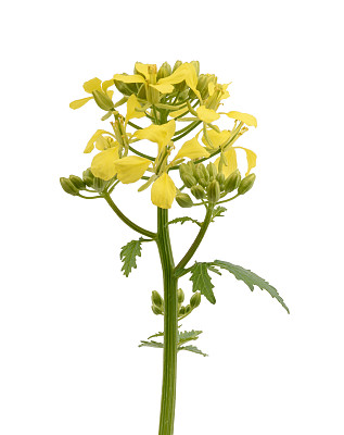 芥菜