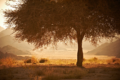 沙漠中的金合欢树