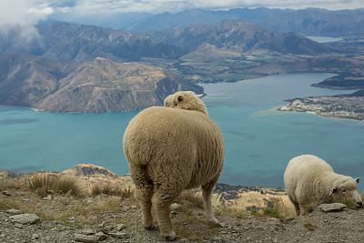 羊站在湖上的山脊上