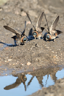 悬崖燕子群聚集泥夏安波顿斯野生动物区堪萨斯州