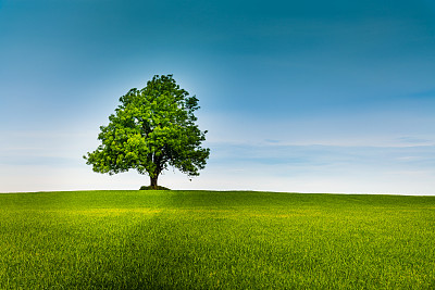 绿色田野上的一棵孤独的树