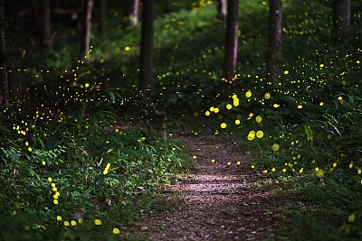 月光照耀的森林里的萤火虫