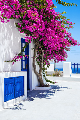 希腊圣托里尼的传统白房子上覆盖着九重葛花